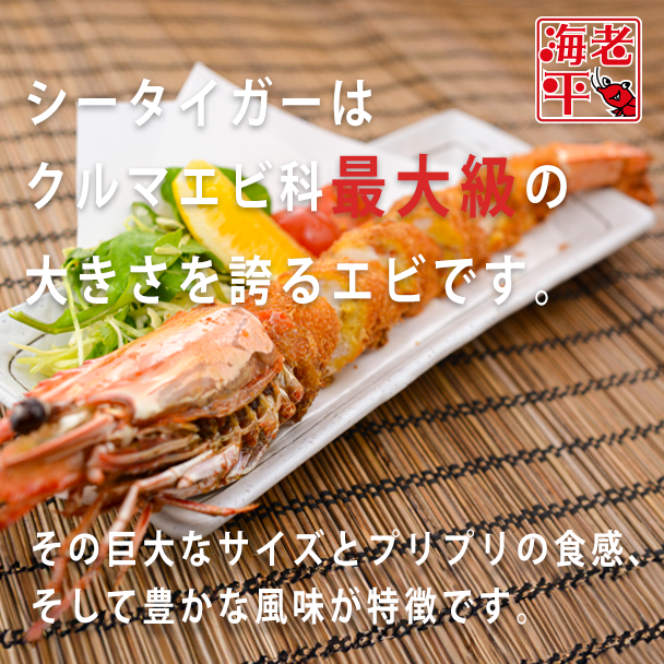 【皇帝海老】シータイガー｜ 超特大 1尾 - 海老平や直売所