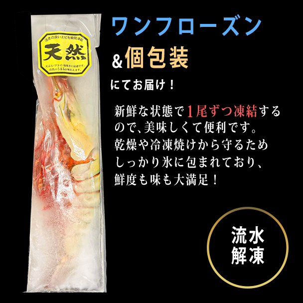 【皇帝海老】シータイガー｜ 超特大 1尾 - 海老平や直売所