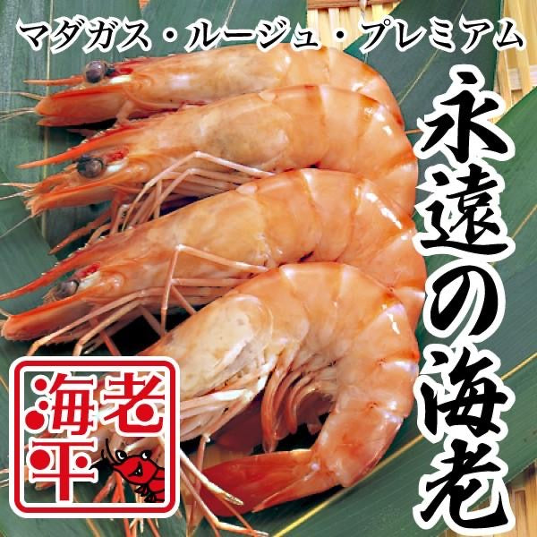 永遠の海老｜ マダガスルージュ｜ 1kg（30〜40尾） - 海老平や直売所