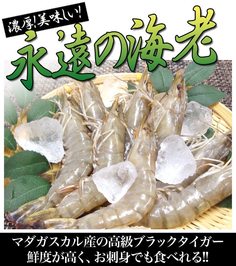 永遠の海老｜ マダガスルージュ｜ 1kg（30〜40尾） - 海老平や直売所