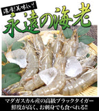 永遠の海老｜ マダガスルージュ｜ 1kg（30〜40尾） - 海老平や直売所