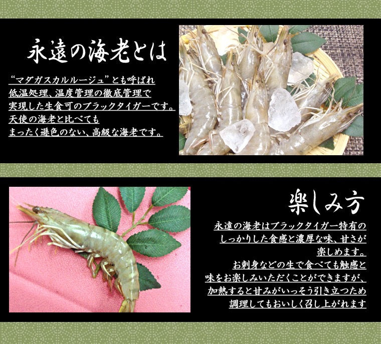 永遠の海老｜ マダガスルージュ｜ 1kg（30〜40尾） - 海老平や直売所