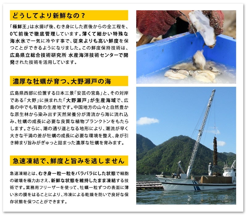 広島産 極鮮王 宮島かき｜2Lサイズ 1kg｜プレミアム品質でプリプリ食感！