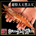 【皇帝海老】シータイガー｜ 超特大 1尾 - 海老平や直売所