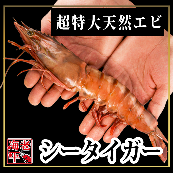 【皇帝海老】シータイガー｜ 超特大 1尾 - 海老平や直売所