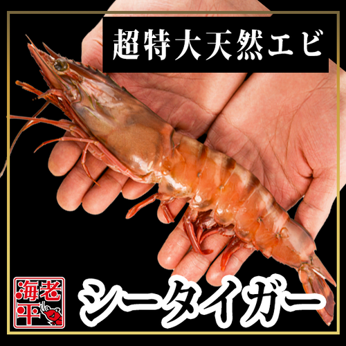 シータイガー 超特大1尾｜皇帝海老お取り寄せ｜海老平や直売所